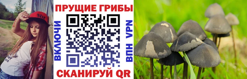 Галлюциногенные грибы Psilocybine cubensis  Сураж 